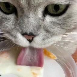 猫一直吃哈密瓜好吗视频,揭秘猫咪吃哈密瓜的利与弊