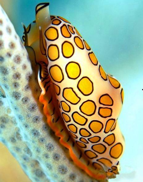 蜗牛会吃梨瓜吗视频教程,趣味视频教程揭秘