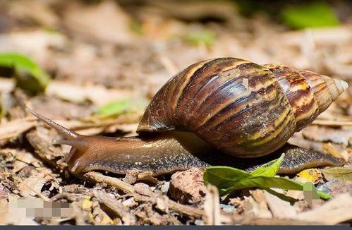 蜗牛会吃梨瓜吗视频教程,趣味视频教程揭秘
