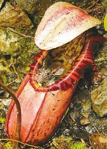 中午吃老鼠瓜视频,揭秘老鼠瓜的神秘面纱