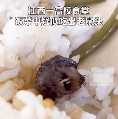 中午吃老鼠瓜视频,揭秘老鼠瓜的神秘面纱