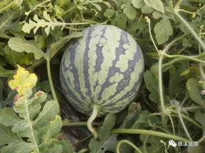 在西瓜节吃瓜视频,吃瓜视频里的甜蜜瞬间