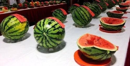 在西瓜节吃瓜视频,吃瓜视频里的甜蜜瞬间