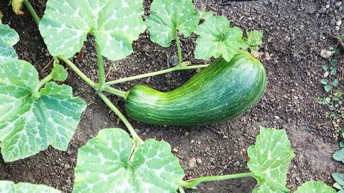 常吃瓠瓜菜对身体好吗视频