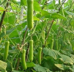 常吃瓠瓜菜对身体好吗视频