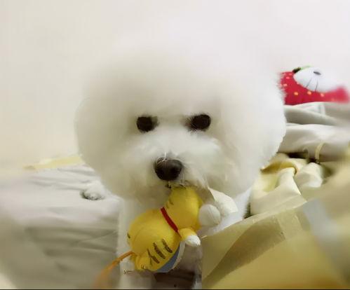 比熊吃哈密瓜的视频教程,比熊宝宝轻松学会吃哈密瓜教程