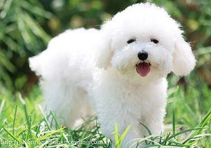 比熊吃哈密瓜的视频教程,比熊宝宝轻松学会吃哈密瓜教程