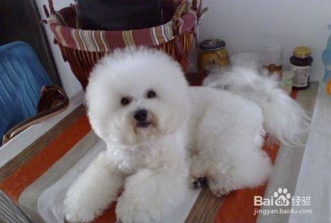 比熊吃哈密瓜的视频教程,比熊宝宝轻松学会吃哈密瓜教程