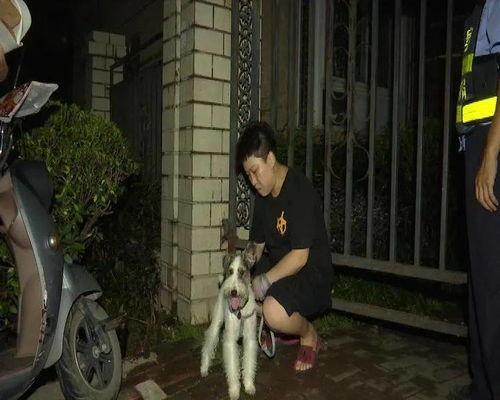 遛狗吃瓜现场视频播放,趣味横生的街头一幕