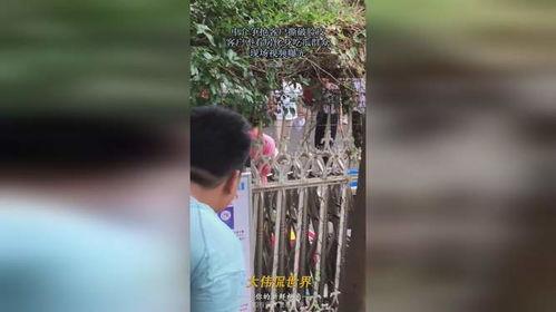 遛狗吃瓜现场视频播放,趣味横生的街头一幕