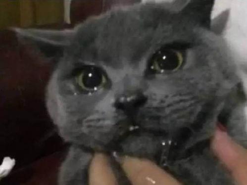 喵咪吃瓜视频大全播放免费,免费观看视频大全，笑料横生！