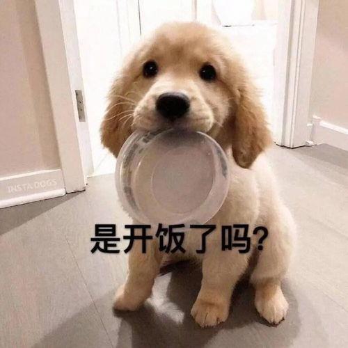 玉子瓜狗狗可以吃吗视频,宠物营养专家视频解析