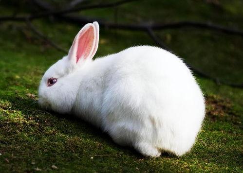 兔子会吃四季瓜吗图片视频,揭秘兔子是否喜爱四季瓜