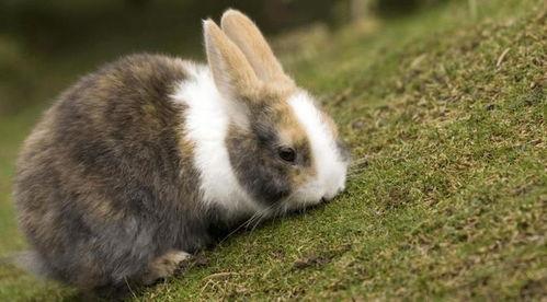 兔子会吃四季瓜吗图片视频,揭秘兔子是否喜爱四季瓜