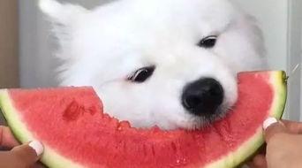 最可怜的吃瓜群众视频,幕后真相曝光