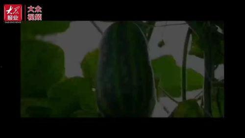 最可怜的吃瓜群众视频,幕后真相曝光