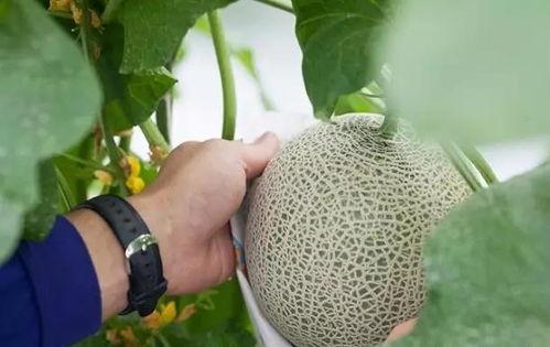 土豪吃瓜群众视频,揭秘视频背后的奢华生活