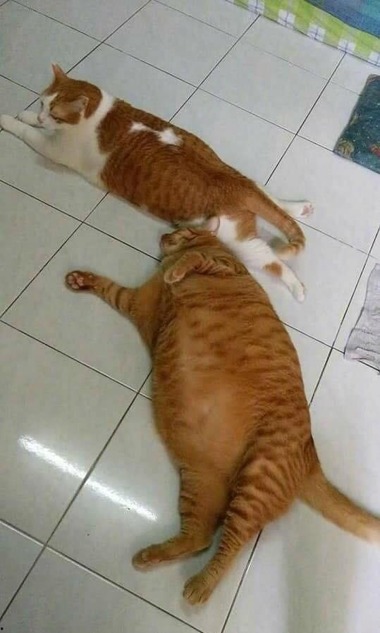 猫和猫吃瓜视频播放全集,猫界吃瓜视频全集大揭秘