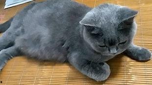 猫和猫吃瓜视频播放全集,猫界吃瓜视频全集大揭秘