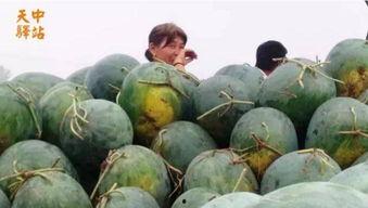 永清吃瓜现场视频大全最新,视频大全揭秘幕后真相