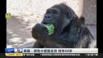 吃瓜的猩猩搞笑视频,笑到肚子疼！