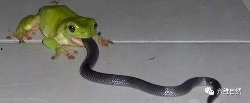 蛇佛吃瓜视频,揭秘神秘生物的趣味食性