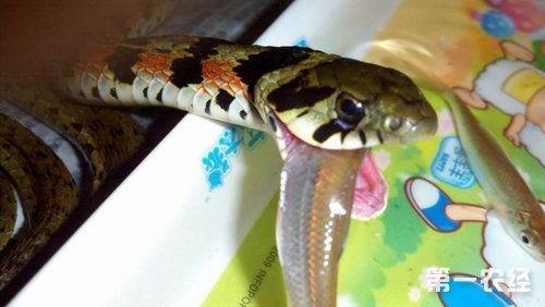 蛇佛吃瓜视频,揭秘神秘生物的趣味食性