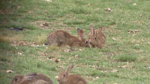 野餐兔吃瓜视频大全下载,欢乐时光尽享美味瓜果