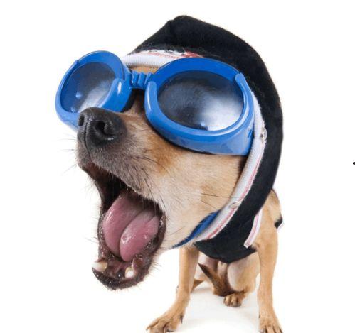 狗狗大罗吃瓜视频下载,萌宠美食瞬间，萌态可掬引网友热议