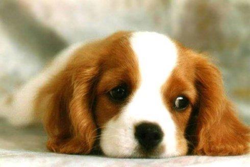 狗狗大罗吃瓜视频下载,萌宠美食瞬间，萌态可掬引网友热议