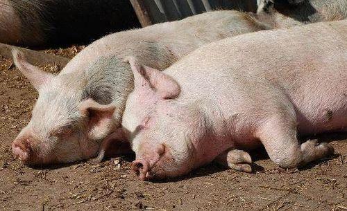 猪能直接吃生瓜吗视频讲解,视频解析揭示真相