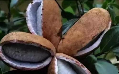 日本土豪吃八月瓜视频