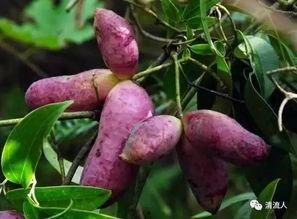 日本土豪吃八月瓜视频