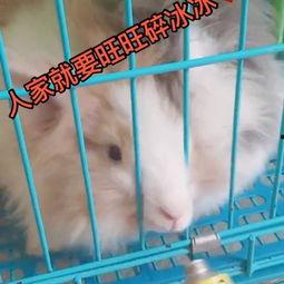 宠物兔子吃瓜视频大全集