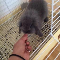 宠物兔子吃瓜视频大全集