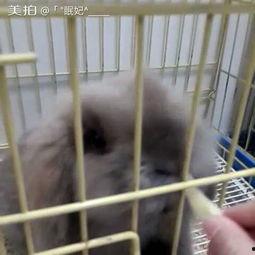 宠物兔子吃瓜视频大全集