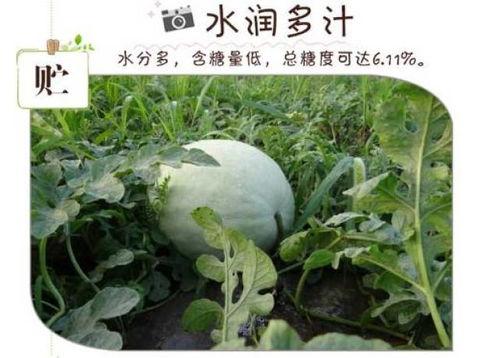 大冬天吃三白瓜视频,三白瓜美食分享