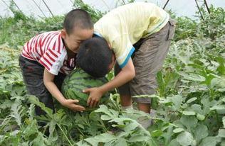 盐山吃瓜事件视频大全