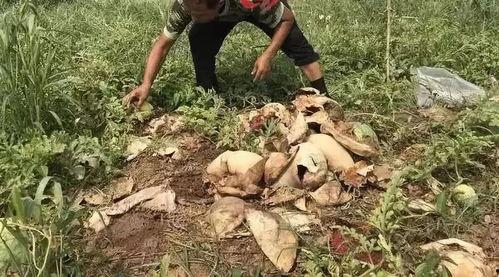 盐山吃瓜事件视频大全