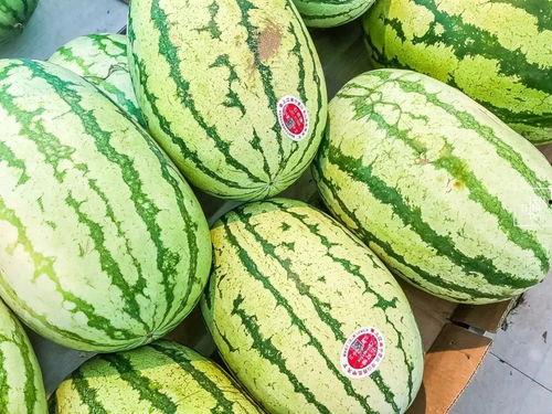 江阴枪机案吃瓜视频,揭秘背后惊心动魄的真相与悬念