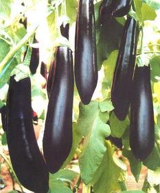 吃茄瓜的美女视频大全下载,茄瓜佳肴下的性感女神风采集锦