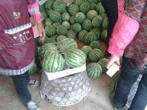 蚌埠吃瓜视频,揭秘当地美食文化盛宴