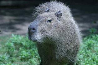 水豚鱼吃瓜视频