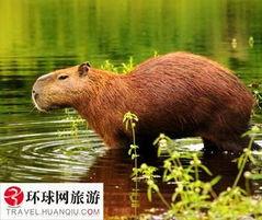 水豚鱼吃瓜视频