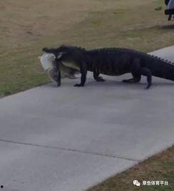 水豚鱼吃瓜视频