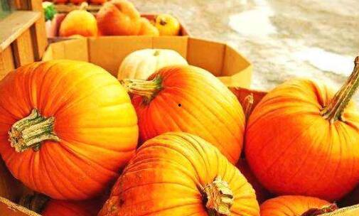 南瓜观赏瓜可以吃吗视频,南瓜观赏瓜与食用瓜的区别揭秘