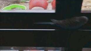 重生嘎嘎嘎吃瓜视频在线观看,吃瓜视频带你领略网络新潮流