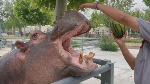 重生嘎嘎嘎吃瓜视频在线观看,吃瓜视频带你领略网络新潮流