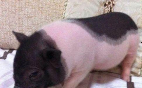 小香猪吃哈密瓜视频大全,哈密瓜盛宴视频大盘点