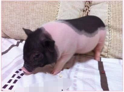 小香猪吃哈密瓜视频大全,哈密瓜盛宴视频大盘点